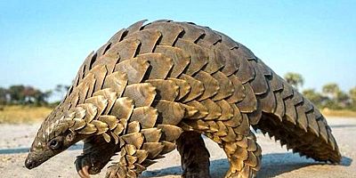 Koronavirüs salgınının yarasadan değil pangolinden yayıldığı ortaya çıktı