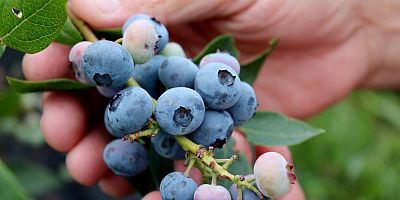 Kovid-19 salgınına karşı vücut bağışıklığını arttıran Yaban Mersini