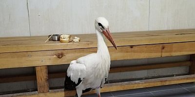 KÖYLÜLER YARALI LEYLEĞE SAHİP ÇIKTI