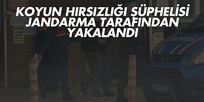 Koyun Hırsızlığı Şüphelisi Jandarma Tarafından Yakalandı