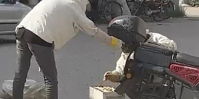 Kraliçe Arı Motoru Sardı, Binlerce Arı Peşinden Geldi