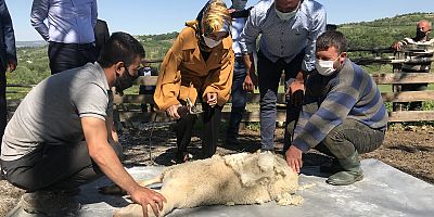 KÜÇÜKBAŞ HAYVANLAR YAZA HAZIRLANIYOR