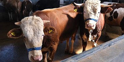 Kurban Bayramı'na sayılı günler kala kıran kırana pazarlıklar sürüyor