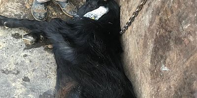 KURBANDA KAÇAN KEÇi YAKALANDI