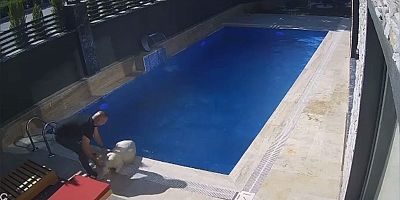 Kurbanlık koç havuza atladı