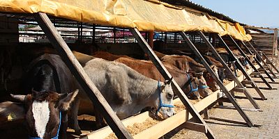 Kurbanlıklar görücüye çıktı