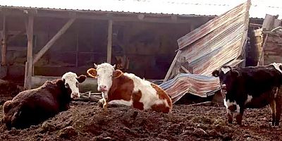 Kütahya’da Şap Alarmı: 15 Köy Karantinaya Alındı