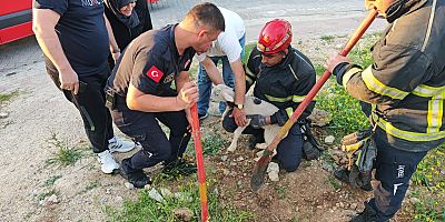 Kuzu Sesini Duydular, Harekete Geçtiler!