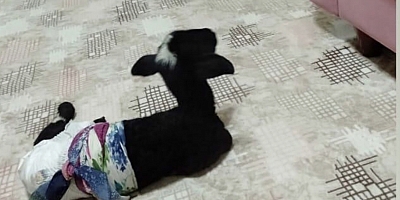 KUZUNUN ALTINI BEZLEYiP  EVDE BESLiYORLAR