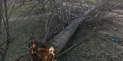 LODOS AĞAÇLARI KöKüNDEN SöKTü