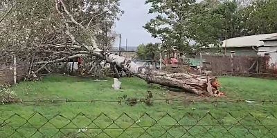 Lodos sebebiyle ağaç ve elektrik direği devrildi