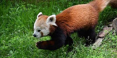 Macaristan'dan getirilen kızıl panda Bursa'daki yeni yuvasında
