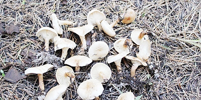 Mantardan zehirlenen kardeşler tedavi altına alındı