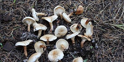 Mantardan zehirlenen yaşlı kadın yaşam mücadelesi veriyor