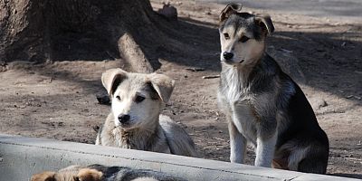 Mecliste kabul edelerek yasalaşan düzenlemeye göre: