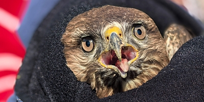 Mevsimlik işçiler, yaralı şahine sahip çıktı