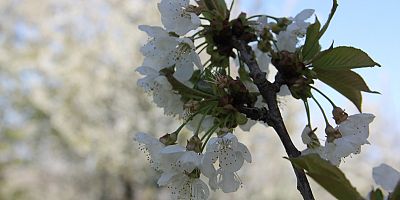 MEYVE AĞAÇLARININ ÇİÇEK AÇMASI İLE İNEGÖL CENNETE BENZEDİ