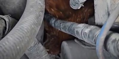 Motor Kısmından Tavuk Çıktı! 3 Günlük Sürpriz Yolculuk