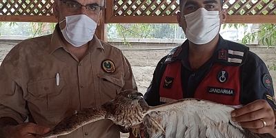 Mustafakemalpaşa'da yaralı bulunan şahin tedavi altına alındı