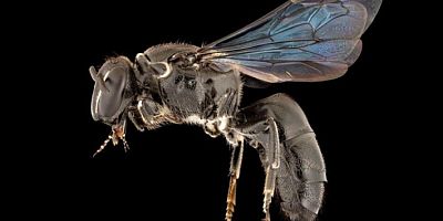 Nesli tükendiği düşünülen arı türü 98 yıl sonra ortaya çıktı