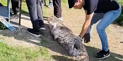 Oltaya takılan 50 kiloluk dev balık şaşırttı