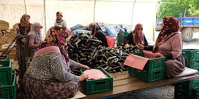 Orhangazi’de patlıcan hasadı başladı