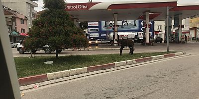 Orhaniye ve Yenice’nin demirbaşı