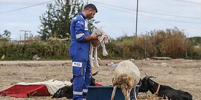 Orman yangınından kurtarılan koyunun kuzusuna 
