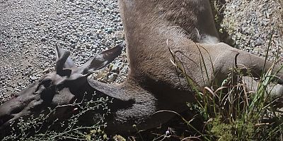 Ormandan çıkan geyik, telef oldu