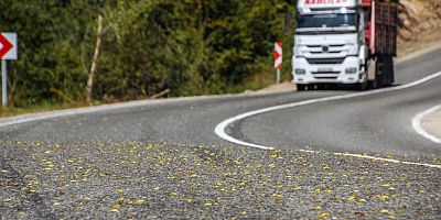 Ormanı istila eden tırtıllar yolu da aşarak yayılıyor