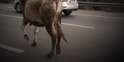 OTOBANDA DÜVE ŞOKU!