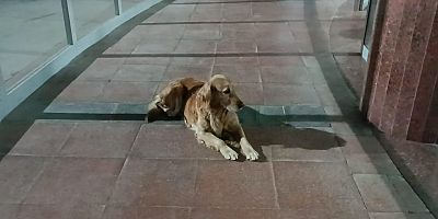 Otogarın maskotu oldu 