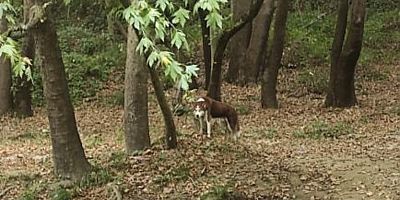 Oylat’ta korku dolu anlar