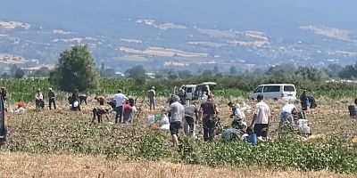 Patates tarlasındaki ürünleri ücretsiz dağıttı