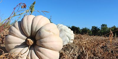 REKOLTE DÜŞTÜ FİYATLAR ARTTI