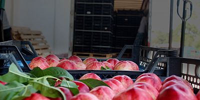 Rusya ve Irak’a sezonun ilk şeftali ihracatı gerçekleştirildi
