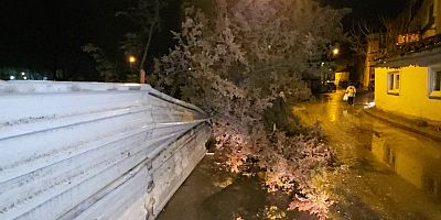 Rüzgârın devirdiği çam ağacı yolu kapattı