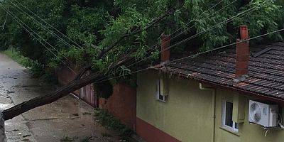 rüzgarın etkisi ile ağaçlar yıkıldı.