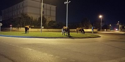 SAHiPSiZ ATLAR TEHLiKE OLUŞTURMAYA DEVAM EDiYOR