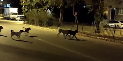Sahipsiz sokak köpekleri tedirgin ediyor