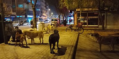 Sahipsiz sokak köpekleri vatandaşları tedirgin ediyor