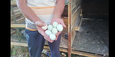 Satın aldığı civcivler Araucana ve Amerucano cinsi çıktı