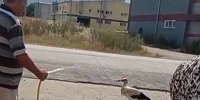Sıcaktan bunalan leyleği hortumla serinletti