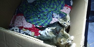 SİTE SAKİNLERİ YAVRU KEDİLERE SAHİP ÇIKTI