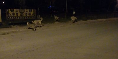 SOKAĞI KöPEKLER SARDI