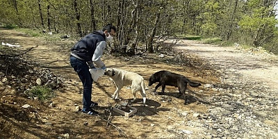 Sokak hayvanlarına yiyecek dağıttılar