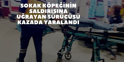 Sokak köpeğinin saldırısına uğrayan sürücüsü kazada yaralandı
