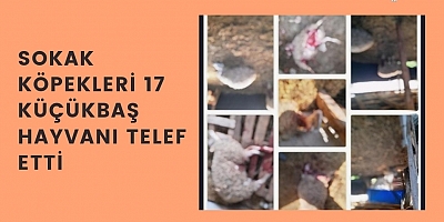 SOKAK KÖPEKLERİ 17 KÜÇÜKBAŞ HAYVANI TELEF ETTİ