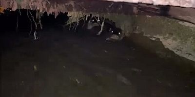 Su samurları sulama kanalında görüntülendi