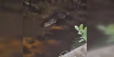 Su samurunu görüntüleyen vatandaş: “Yaradana kurban olayım”